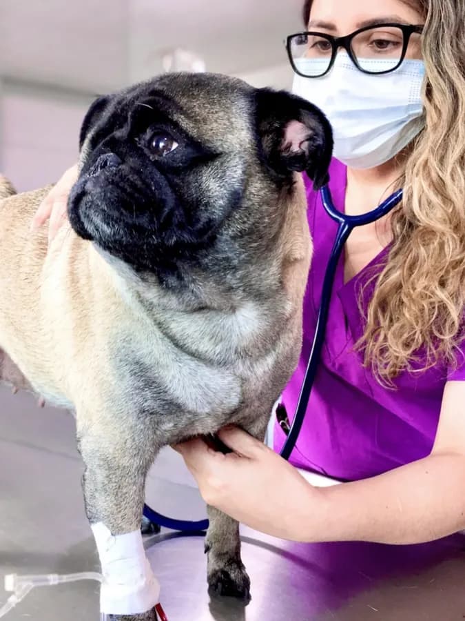 Veterinaria de Belvet auscultando a un pug sobre la mesa de consulta