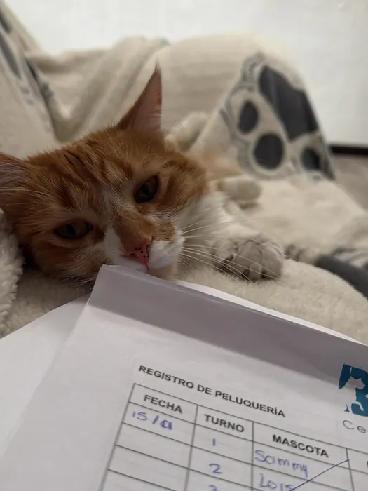 Paciente atendido en Centro Médico y Salud Digestiva Veterinario Belvet