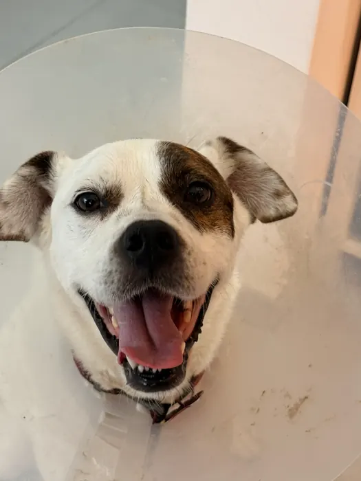 Paciente atendido en Centro Médico y Salud Digestiva Veterinario Belvet