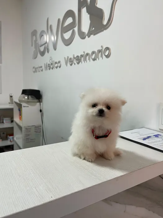 Paciente atendido en Centro Médico y Salud Digestiva Veterinario Belvet